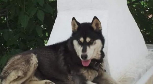 Αράχωβα: Αποτροπιασμός για τον βιασμό του σκύλου και την ομερτά που επικρατεί