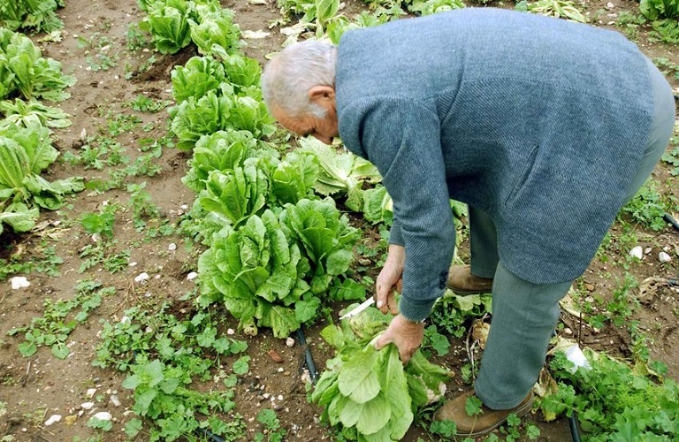 Ασφαλιστικό: Τι ισχύει για τους απασχολούμενους συνταξιούχους αγρότες