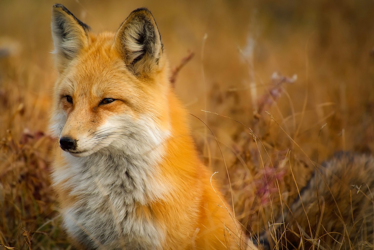 Κτηνωδία: Κρέμασαν αλεπού σε δέντρο – Της είχαν βάλει φίμωτρο