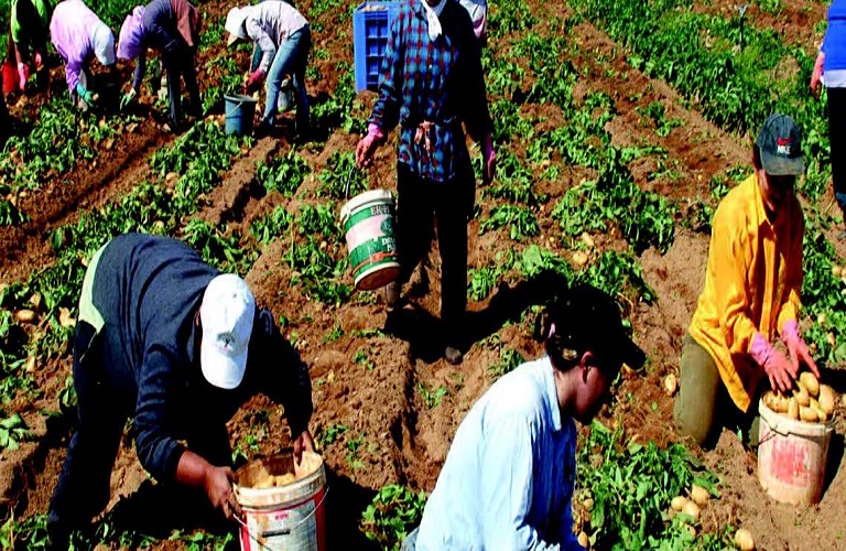 Αγρότες: Απαραίτητη η τροπολογία για τους μετανάστες - Παραμένει όμως η έλλειψη εργατών γης