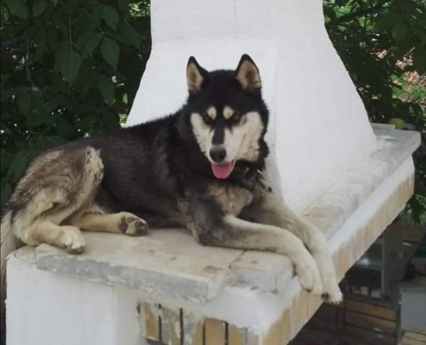 Αράχωβα: Πού πήγαν οι κάμερες που κατέγραψαν τον βασανισμό σκύλου; – Κακοποιήθηκε, βιάστηκε και πέθανε