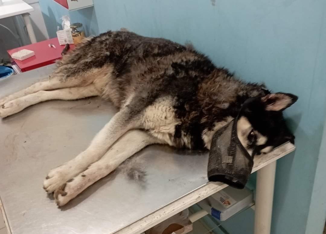 Αράχωβα: Θύμα αγέλης σκύλων ο Όλιβερ