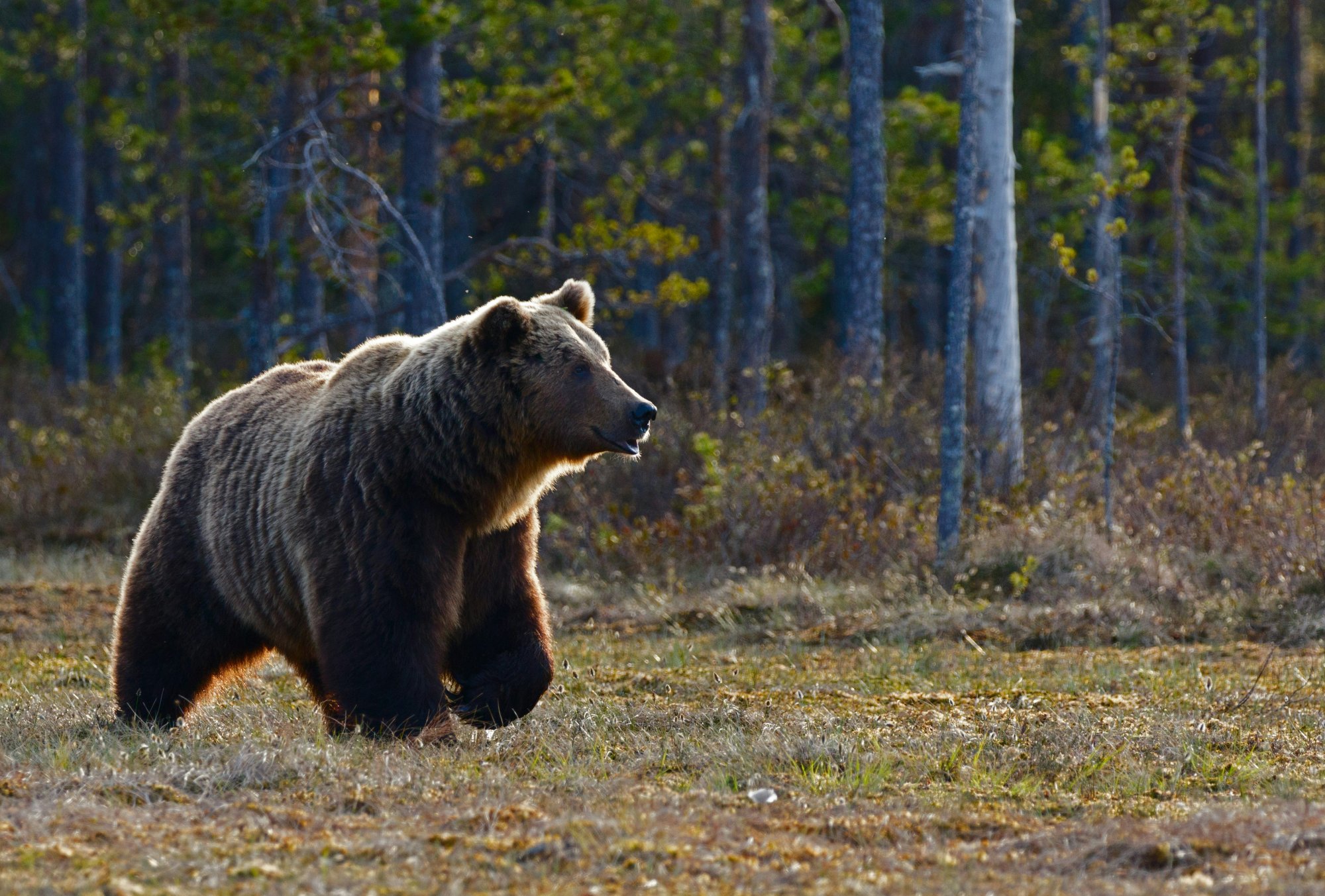 Σε χειμερία νάρκη οι αρκούδες του Αρκτούρου - Νωρίτερα από κάθε άλλη χρονιά