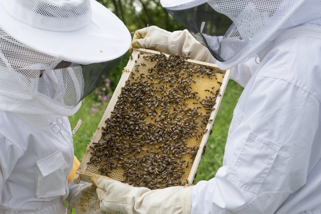 Μελισσοκομία: Μέτρα για τους πληγέντες από φυσικές καταστροφές – Τι προβλέπεται
