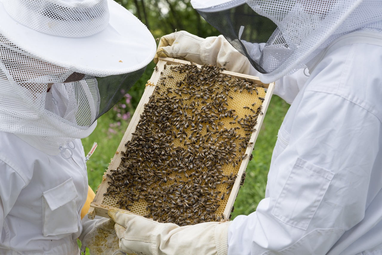 Μελισσοκομία: Μέτρα για τους πληγέντες από φυσικές καταστροφές - Τι προβλέπεται