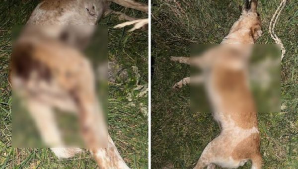 Νέα υπόθεση κακοποίησης σκύλου: Πυροβόλησαν και σκότωσαν την Μπέλλα – Βρέθηκε σκοινί δίπλα στο λαιμό της