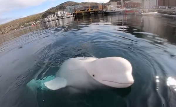 Νορβηγία: Παρακαλείστε να μην παίζετε με την φάλαινα-κατάσκοπο