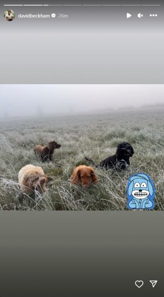 Η φωτογραφία που ανέβασε ο Ντέιβιντ Μπέκαμ από τη βόλτα με τα σκυλιά του