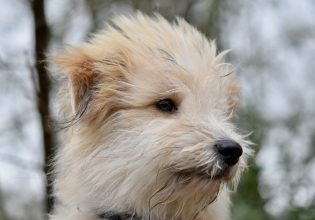 Πότε και γιατί ένας σκύλος σηκώνει τις τρίχες στην πλάτη του;