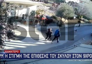 Η στιγμή της επίθεσης του σκύλου στο 9χρονο αγόρι – Σε σοκ το παιδί