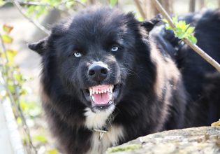 Καματερό: Σκύλος επιτέθηκε σε 9χρονο αγόρι – Στο νοσοκομείο με τραύματα το παιδί