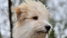 Πότε και γιατί ένας σκύλος σηκώνει τις τρίχες στην πλάτη του;