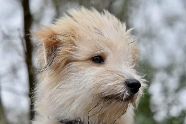 Πότε και γιατί ένας σκύλος σηκώνει τις τρίχες στην πλάτη του;