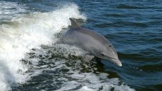 Κάποια δελφίνια έχουν έβδομη αίσθηση – Ποια είναι αυτή