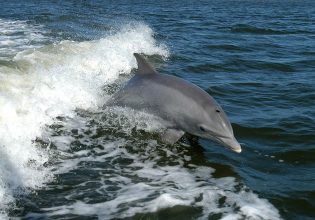 Κάποια δελφίνια έχουν έβδομη αίσθηση – Ποια είναι αυτή