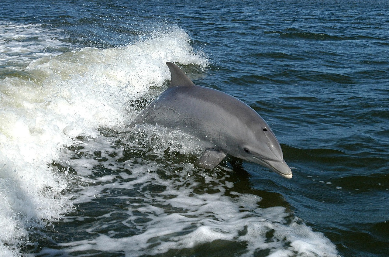 Κάποια δελφίνια έχουν έβδομη αίσθηση - Ποια είναι αυτή