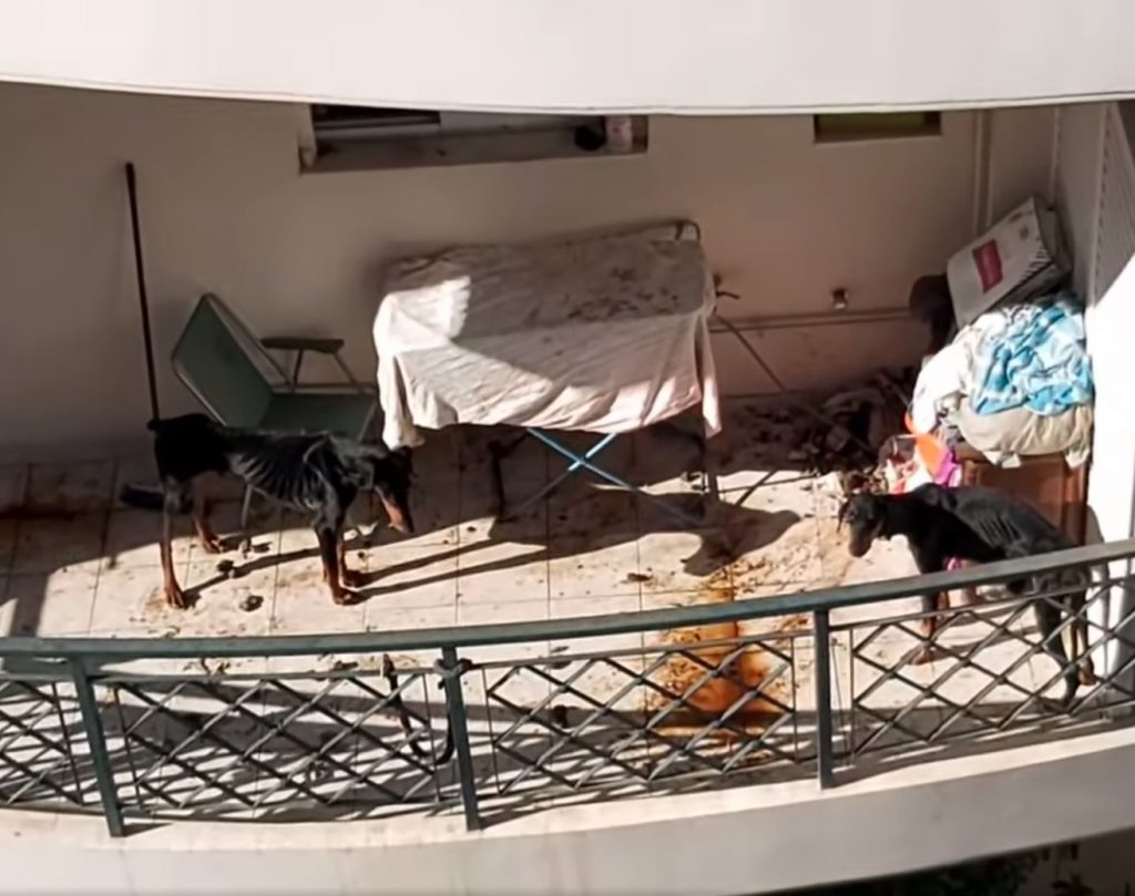 Δύο ντόπερμαν αργοπεθαίνουν εγκαταλελειμμένα σε μπαλκόνι