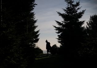 Τα χριστουγεννιάτικα δέντρα δεν είναι και τόσο πράσινα όσο νομίζαμε