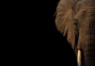 Πέθανε η Μάλι, ο «πιο θλιμμένος ελέφαντας στον κόσμο» – Ζούσε σε αιχμαλωσία πάνω από 30 χρόνια