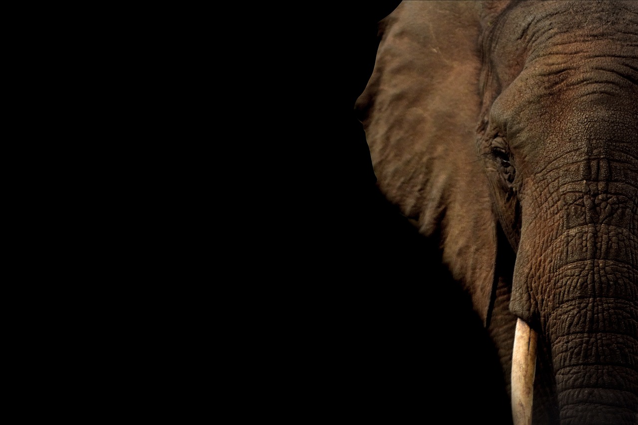 Πέθανε η Μάλι, ο «πιο θλιμμένος ελέφαντας στον κόσμο» - Ζούσε σε αιχμαλωσία πάνω από 30 χρόνια