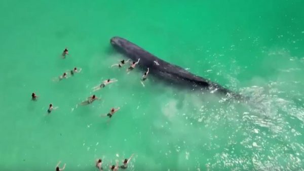 Αυστραλία: Φάλαινα έφτασε στα ρηχά και κολυμβητές άρχισαν να την αγγίζουν – «Είναι επικίνδυνο» λένε ειδικοί