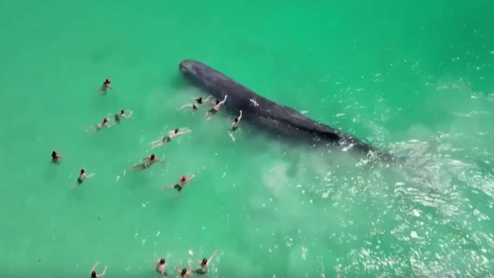 Αυστραλία: Φάλαινα έφτασε στα ρηχά και κολυμβητές άρχισαν να την αγγίζουν – «Είναι επικίνδυνο» λένε ειδικοί