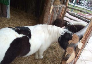Παρέμβαση Εισαγγελέα για τα ζωντανά ζώα στις φάτνες στον Βόλο