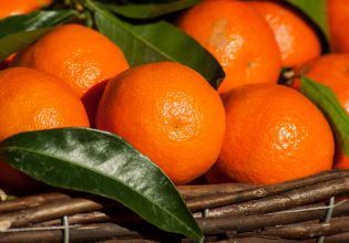 Εξαγωγές: Χαμηλές πτήσεις για το μανταρίνι – Αντέχει το πορτοκάλι
