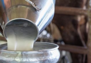 Γάλα: Χωρίς τιμή παραδίδουν οι κτηνοτρόφοι – Τα κόλπα των γαλακτοβιομηχανιών