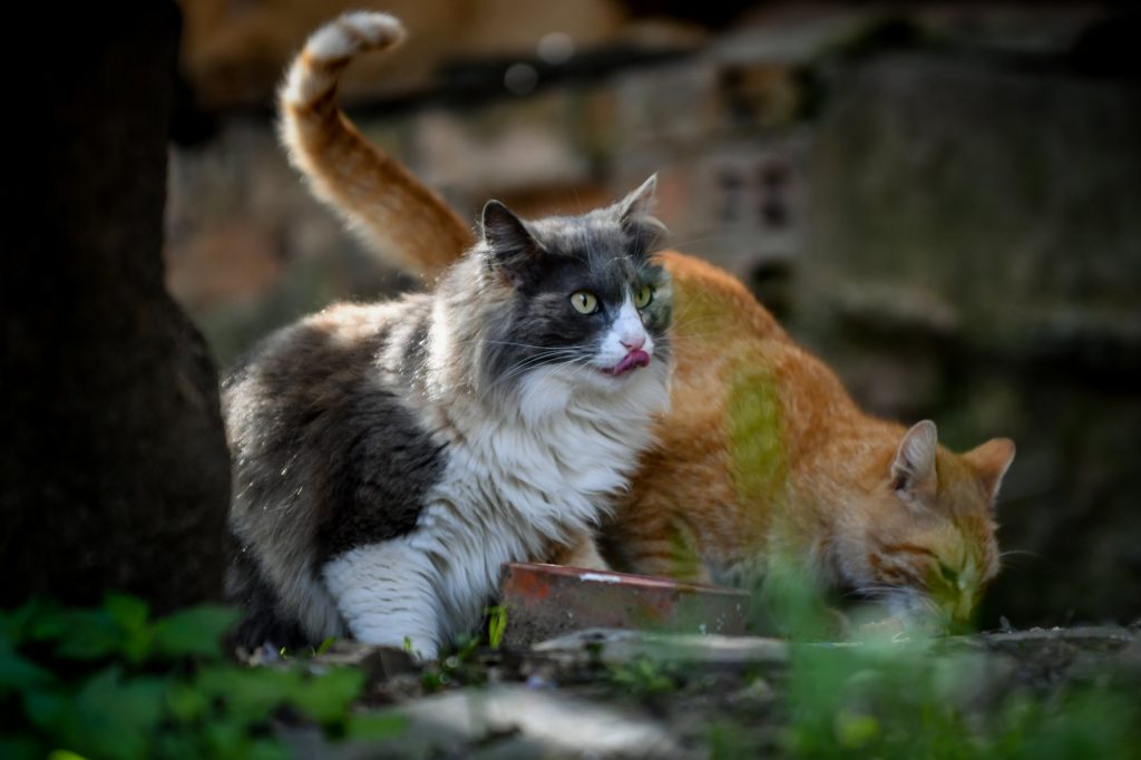Γάτες: Τα αξιολάτρευτο τετράποδο… δολοφόνος