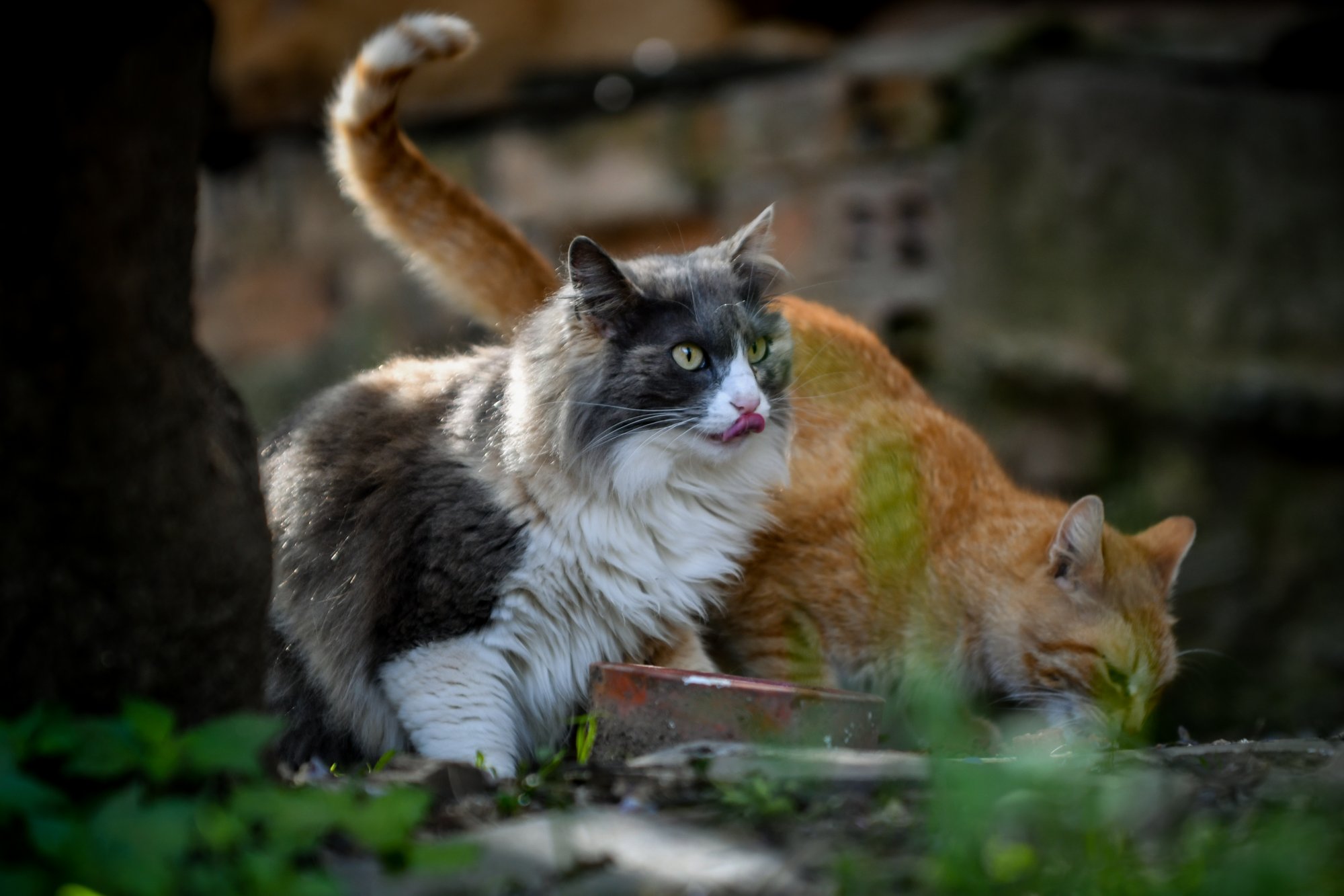 Γάτες: Τα αξιολάτρευτο τετράποδο… δολοφόνος