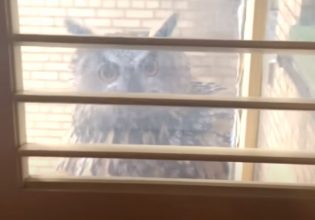 Flaco, η διάσημη κουκουκουβάγια της Νέας Υόρκης έχει γίνει «ματάκιας»