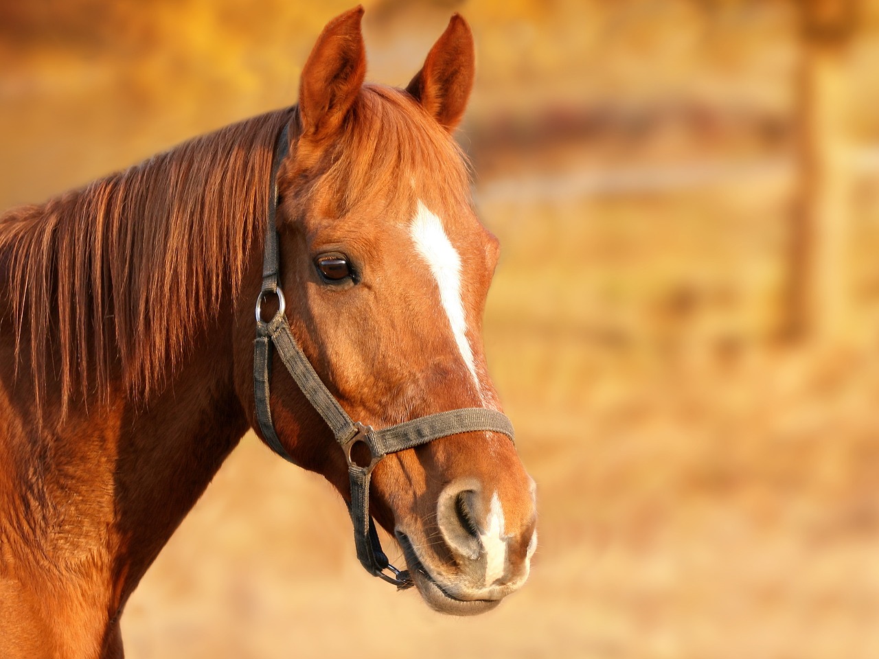 Τύρναβος: Άλογο βρέθηκε νεκρό και δεμένο σε πάρκο
