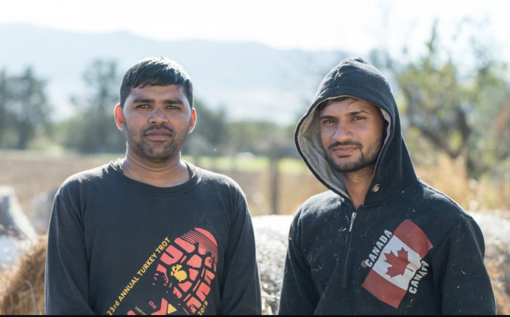 Ινδοί αγρότες έγιναν κτηνοτρόφοι σε μονάδα της Χαλκιδικής – «Είναι ωραία η ζωή στην Ελλάδα»