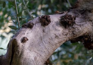 Ελιά: Πώς θα αντιμετωπίσετε το Κυκλοκόνιο – Προσοχή και στην Καρκίνωση