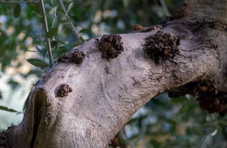 Ελιά: Πώς θα αντιμετωπίσετε το Κυκλοκόνιο – Προσοχή και στην Καρκίνωση