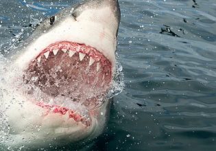 Αυστραλία: Καρχαρίας κατασπάραξε 15χρονο μπροστά στον πατέρα του