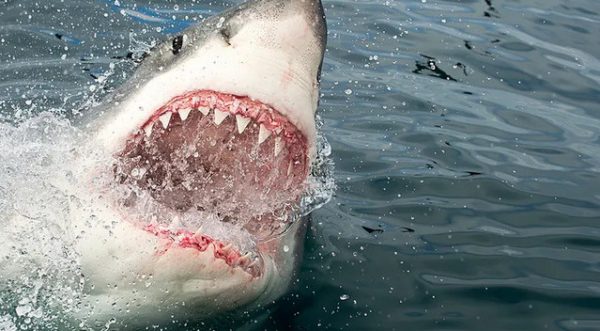 Αυστραλία: Καρχαρίας κατασπάραξε 15χρονο μπροστά στον πατέρα του