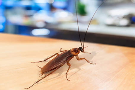 Ιαπωνία: Ανατίναξε το σπίτι του προσπαθώντας να σκοτώσει μία κατσαρίδα