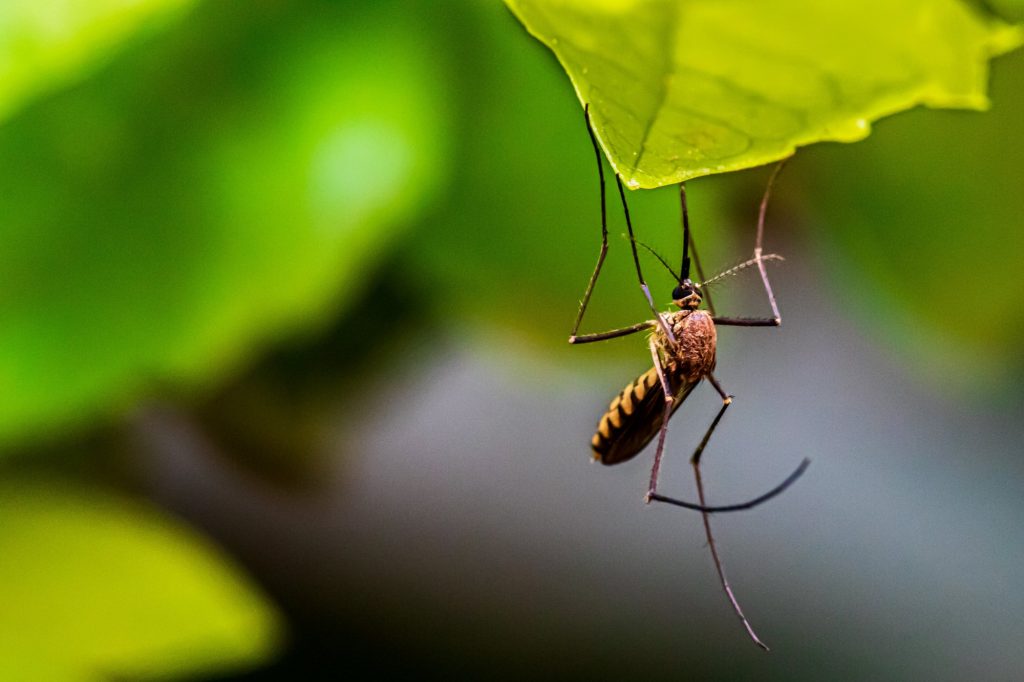 Σε επιφυλακή οι υπηρεσίες στην Κρήτη για το κουνούπι Aedes Aegypti 