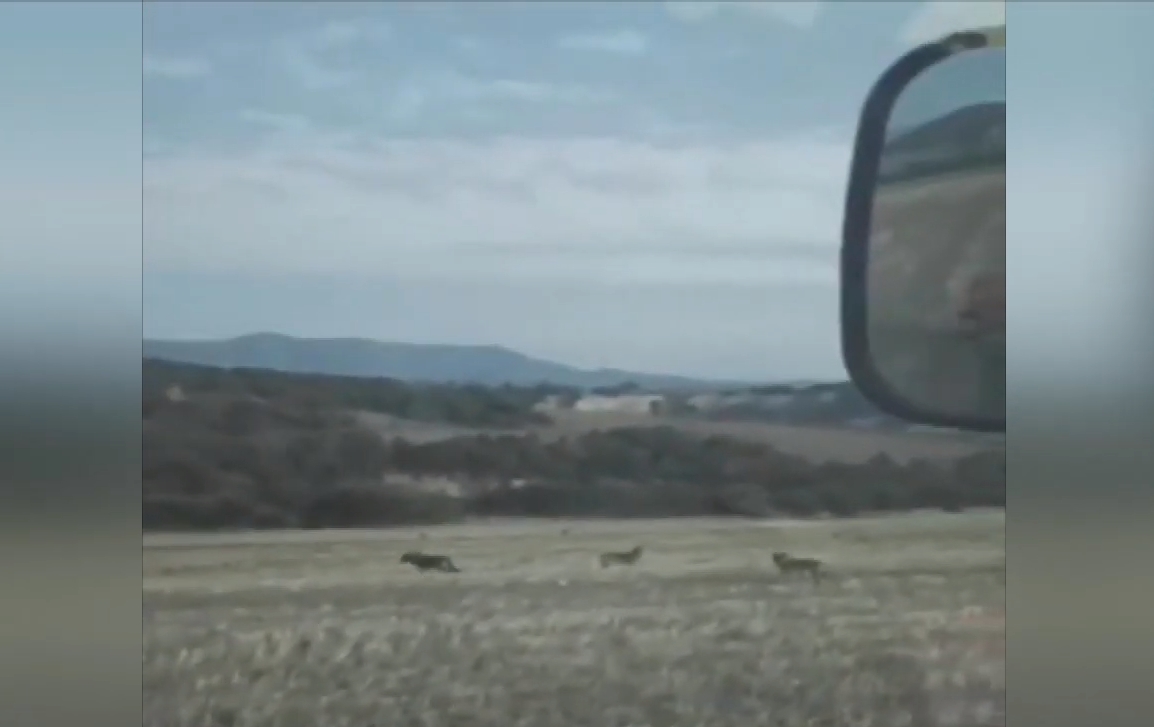 Σέρρες: Η στιγμή που λύκοι εισβάλλουν σε χωράφι όπου οργώνει αγρότης - Κραυγή αγωνίας μετά τις επιθέσεις
