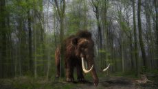 ΗΠΑ: Μαμούθ και άλλα εξαφανισμένα είδη μπορεί να επανέλθουν ξαφνικά στη ζωή – Τι υποστηρίζουν ερευνητές