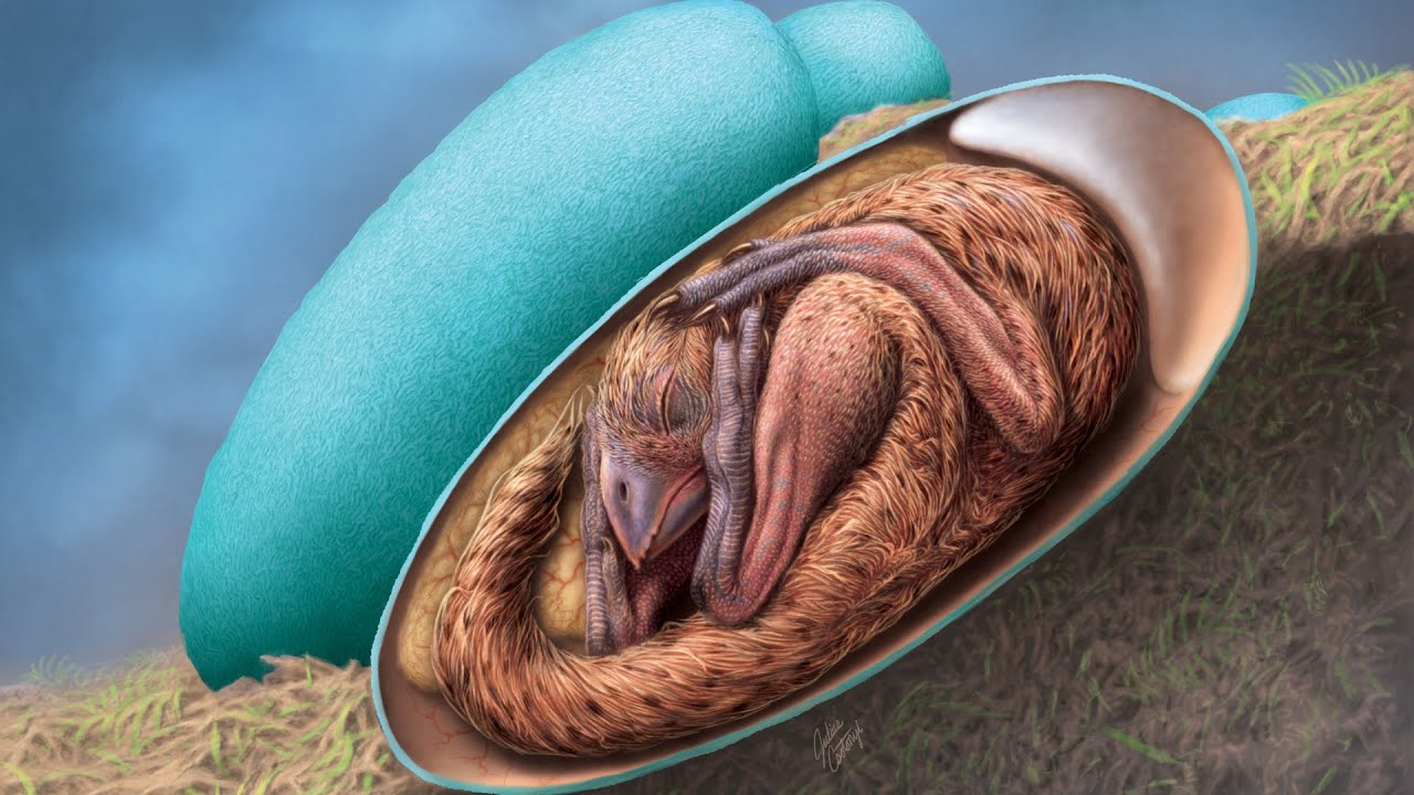 Απίστευτο και όμως αληθινό - Βρέθηκε έμβρυο δεινοσαύρου σε απολιθωμένο αυγό