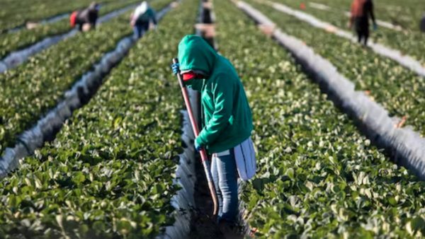 Εργαζόμενοι μετανάστες: Η μεγαλύτερη πηγή πλούτου και ντροπής της ευρωπαϊκής αγροτοβιομηχανίας