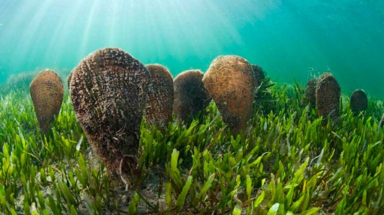 Πίννα: Ελπίδες σωτηρίας για το εμβληματικό μαλάκιο της Μεσογείου