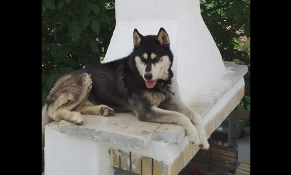 «Η περίπτωση ξέφευγε από ό,τι περίμενα» – Τι λέει ο γιατρός που εξέτασε τον σκύλο στην Αράχωβα