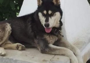 Αποκάλυψη: Πόρισμα πρώην πρύτανη του ΑΠΘ αποκλείει την κακοποίηση του χάσκι στην Αράχωβα από άνθρωπο