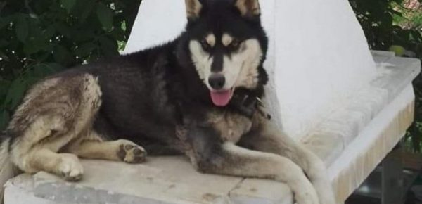 Αποκάλυψη: Πόρισμα πρώην πρύτανη του ΑΠΘ αποκλείει την κακοποίηση του χάσκι στην Αράχωβα από άνθρωπο