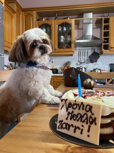 Γιατί δεν θα υιοθετήσω ποτέ ξανά ζώο συντροφιάς