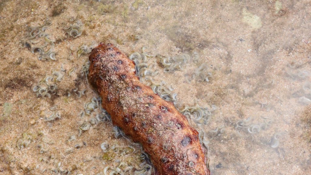 Καρκίνος: Τρομερή επιστημονική ανακάλυψη – Θαλάσσιο αγγούρι ίσως κρύβει το μυστικό για την καταπολέμησή του